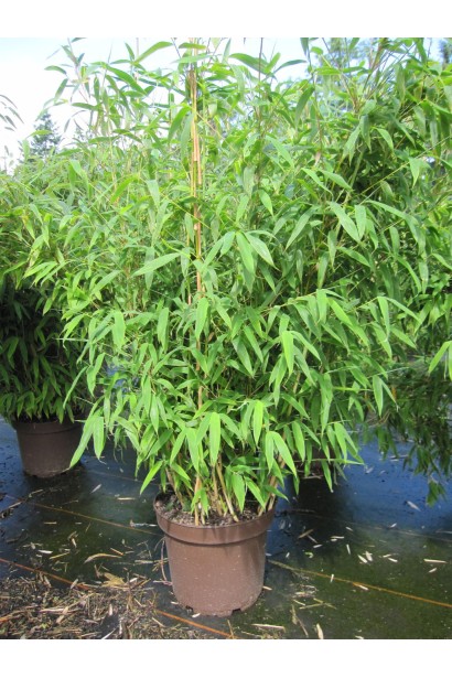 Бамбук Пингви